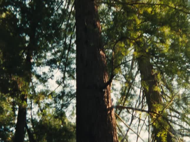 A towering tree with dense branches and foliage is seen from below surrounded by other trees with sunlight filtering through the leaves