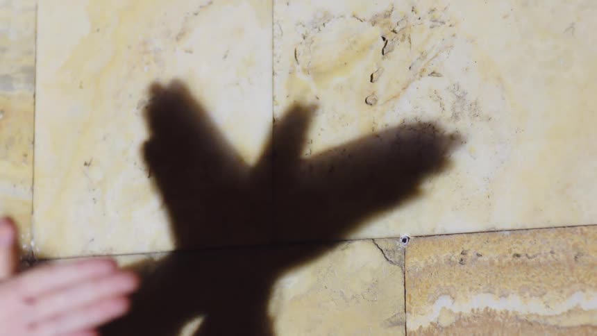 Pair of hands casting shadow on the wall representing a bird