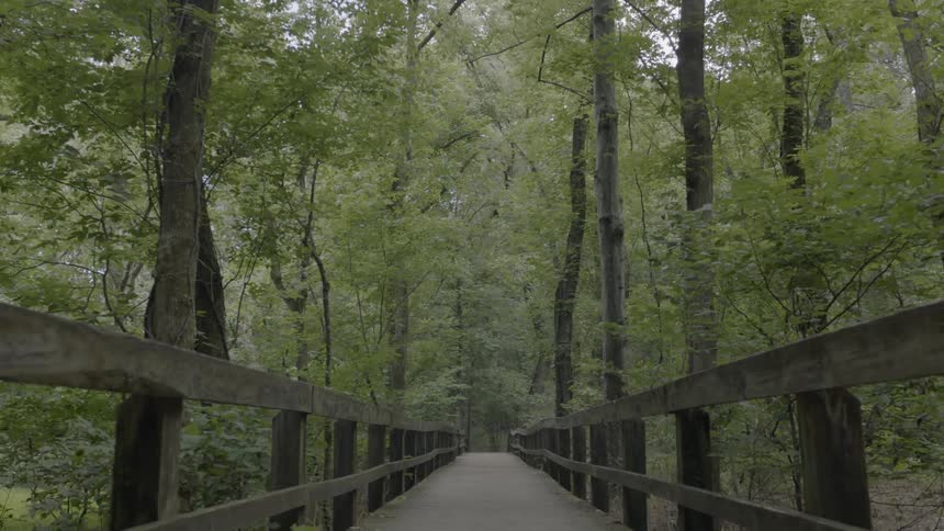 A bridge in the forest