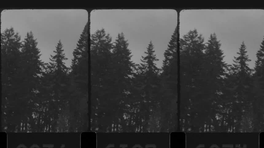 A forest of tall pines
