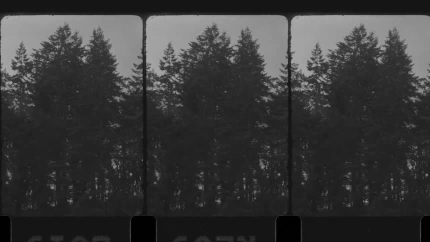 An old film of a pine forest