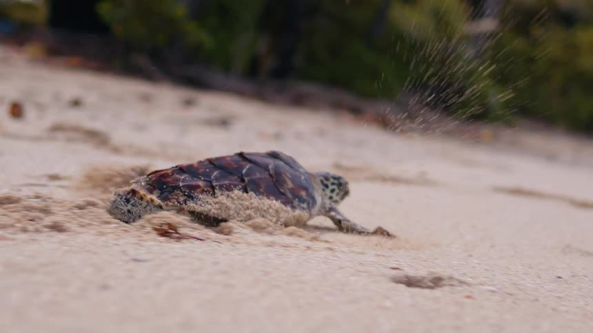 A small sea turtle runs across a sandy beach on a bright day