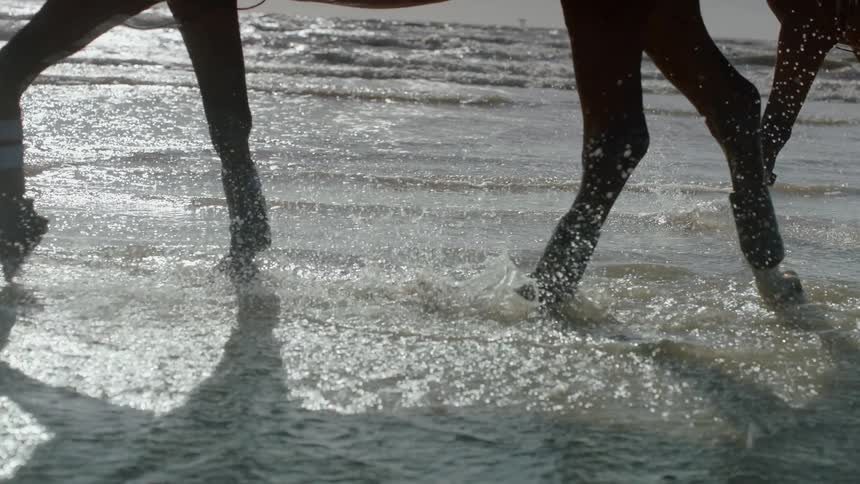 Horses wading through shallow ocean water