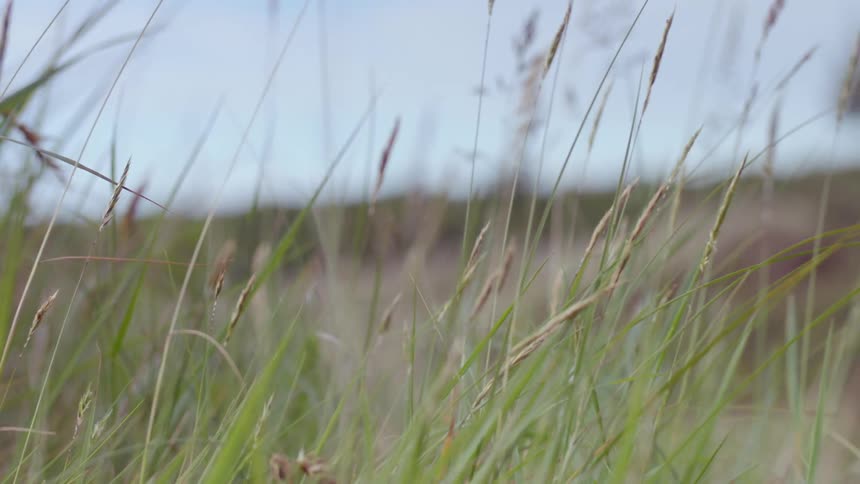 Grass waves outside