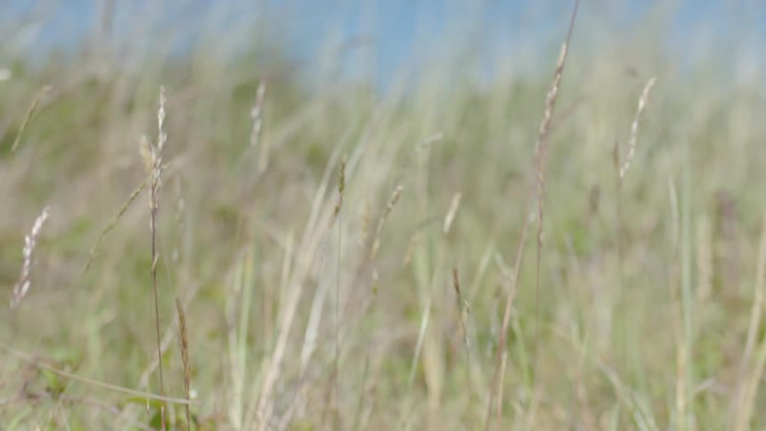A field of yellow grass