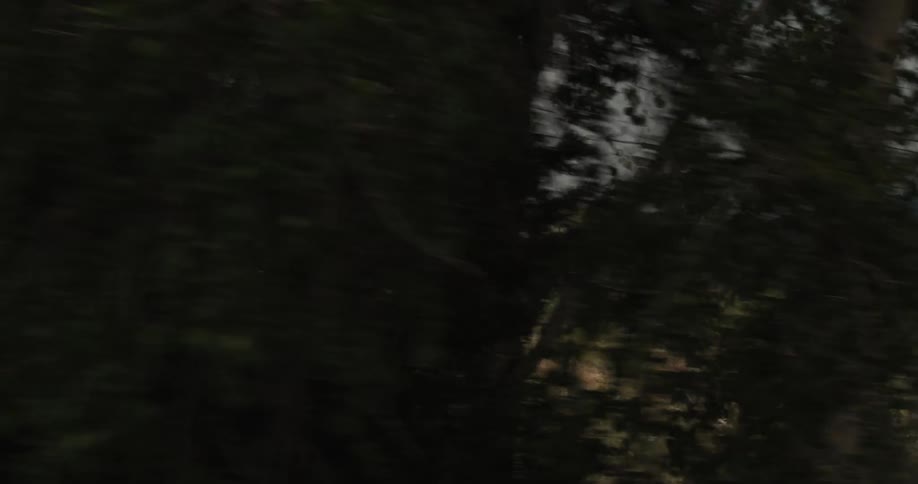 A hillside and gray sky disappear behind a dense thicket of trees during the day