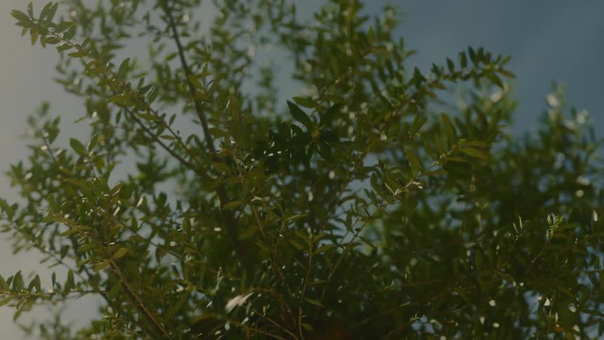 Sunlight filters through the branches and green leaves of a tree viewed from below against a clear sky