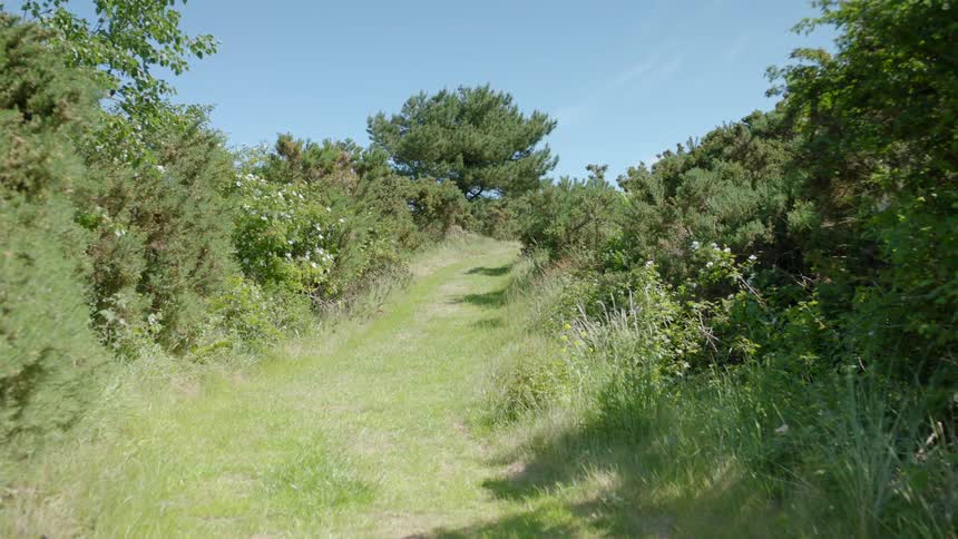 A trail is surrounded by tall bushes