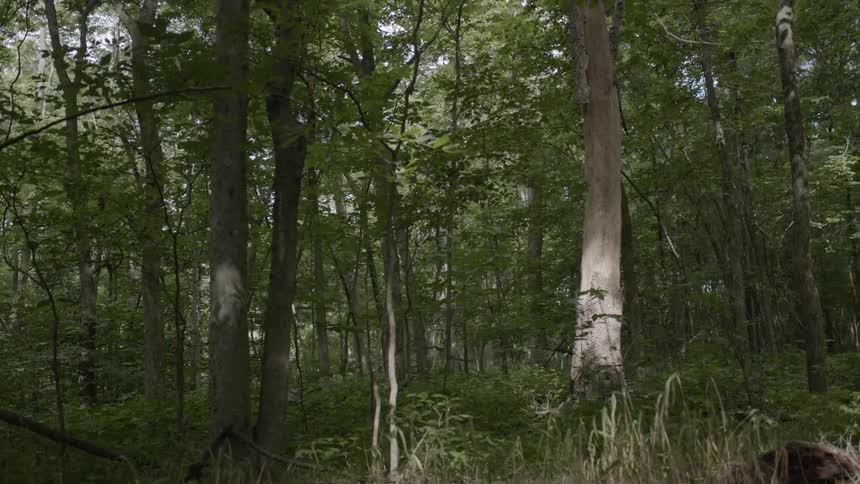A forest during the day