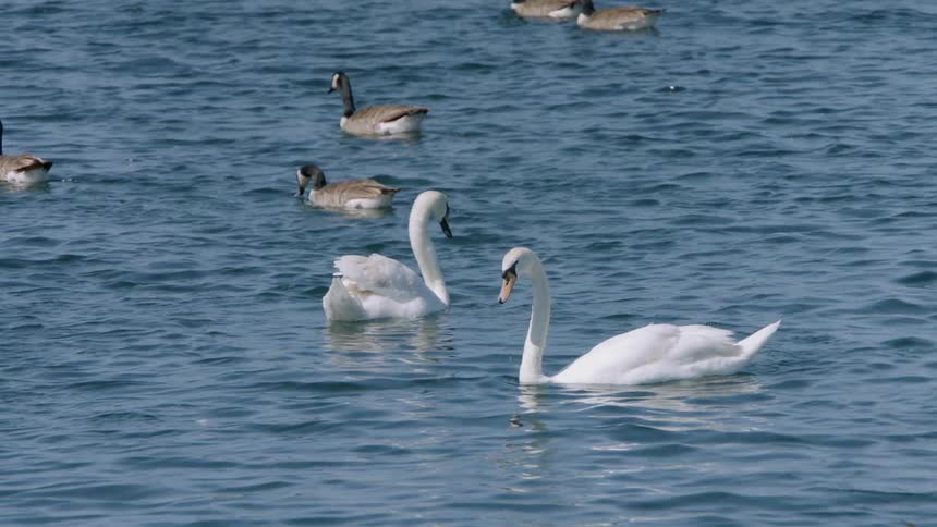 Birds float around in the water
