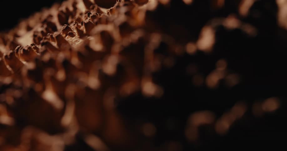 A brown bumpy surface