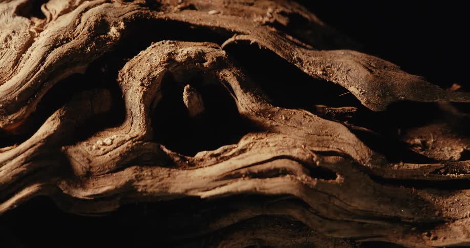 A close up of some gnarled wood
