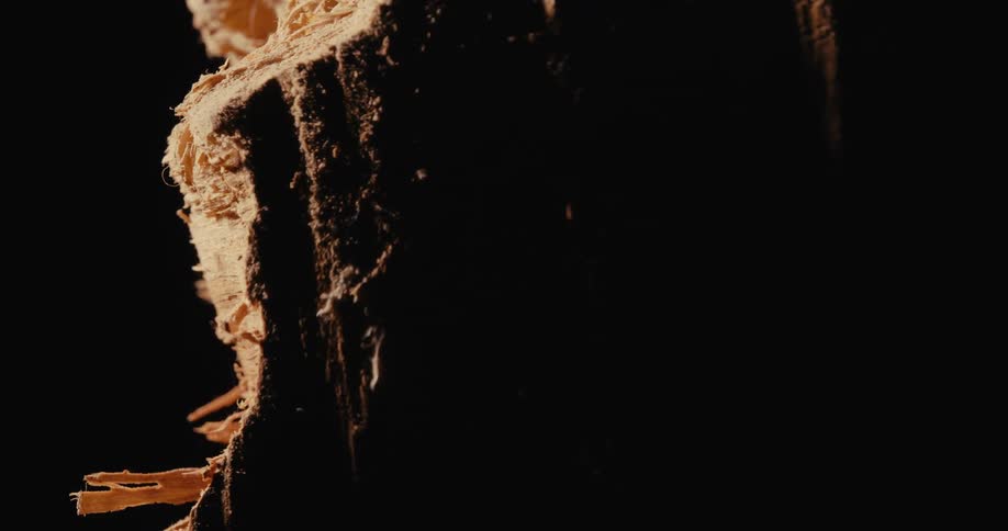 Wooden trunk in detail against a black background