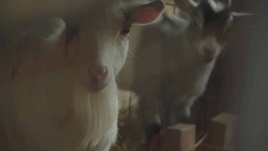 Two white goats are inside a shed seen at midday