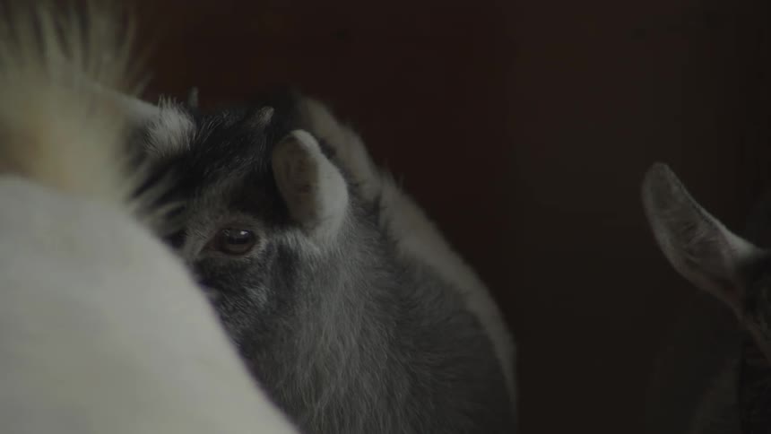 Close up of a kid standing in an enclosure with other animals during daytime