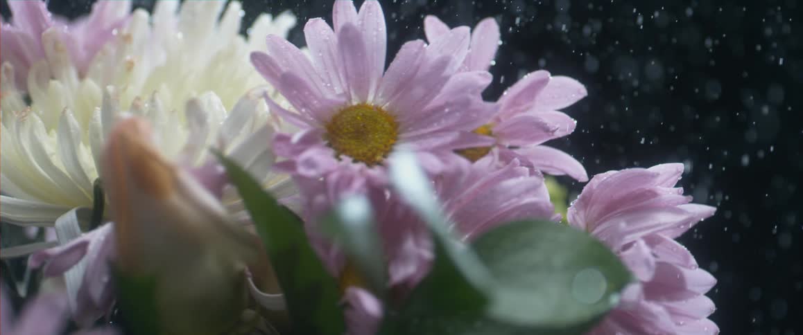 Flowers being misted