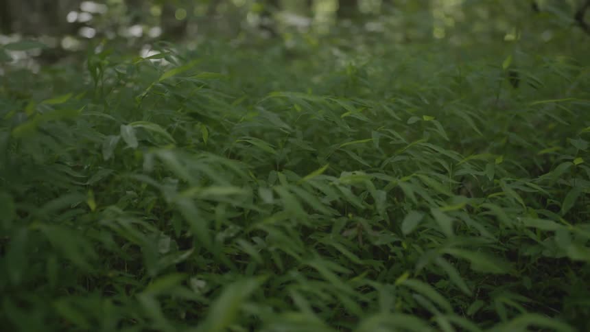 The wind blows the leaves of the tall grass