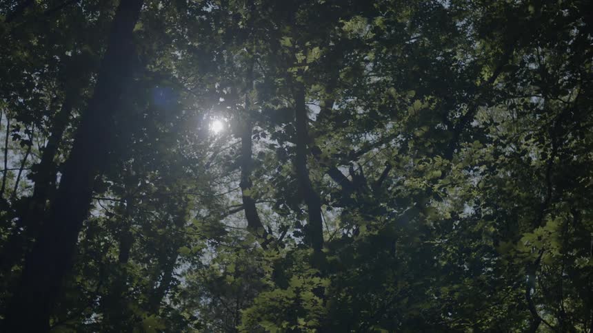 Sun shining through many trees