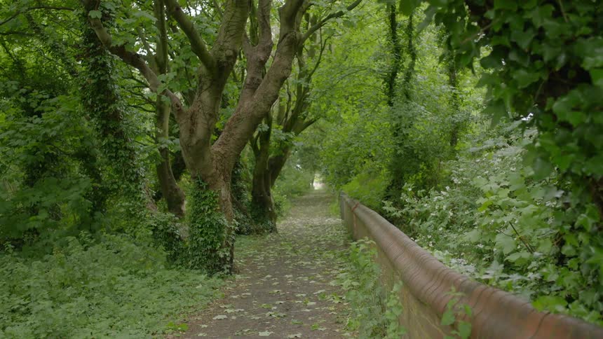 Leaves fall onto a walking path covered by trees