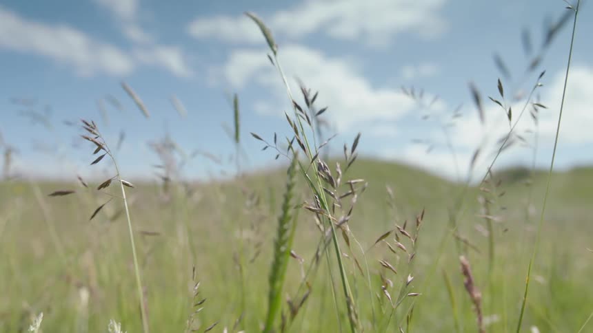 The wind is blowing the tall grass