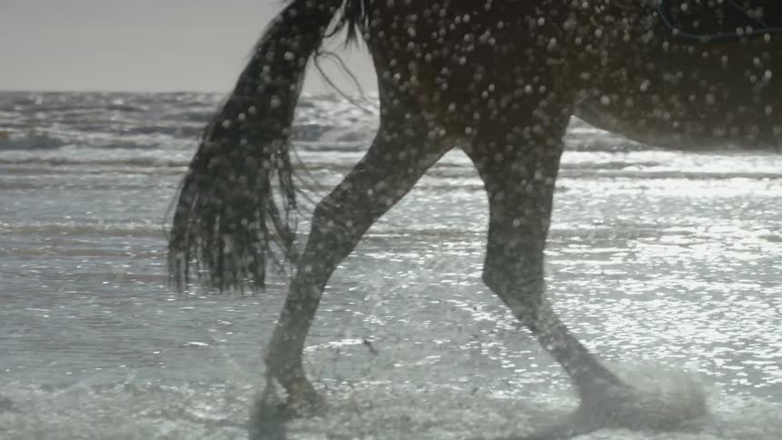 A horse gallops in the water on a beach