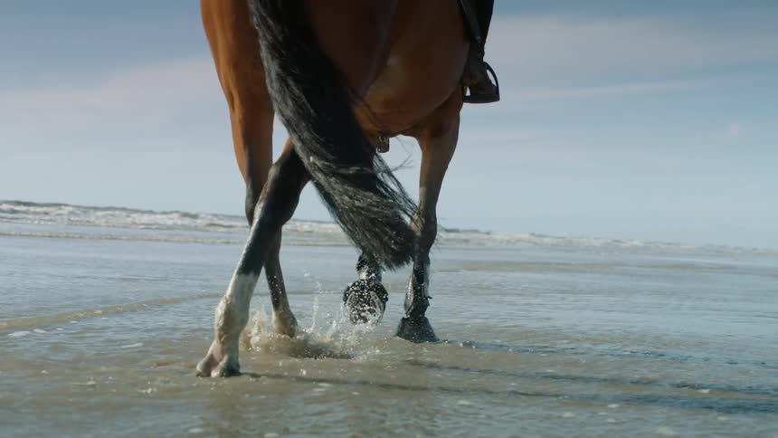 A horse gallops in the water on a beach