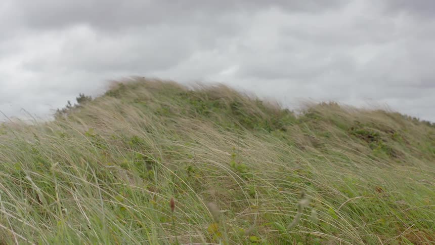 Wind is blowing the tall grass