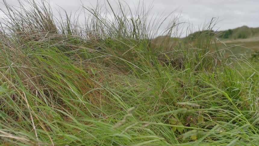 Tall grass sways in the wind