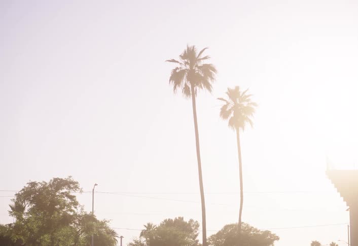 Tall palm trees stand against a bright hazy sky in a sunny suburban setting
