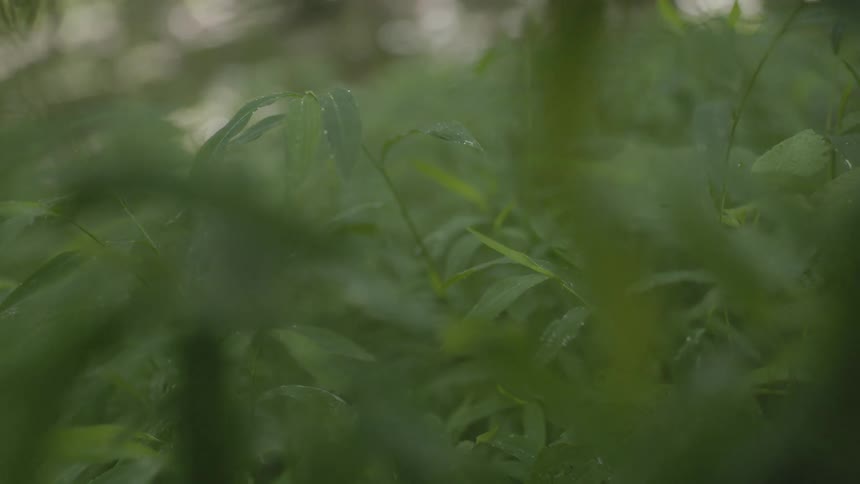 The tall plants have wet leaves
