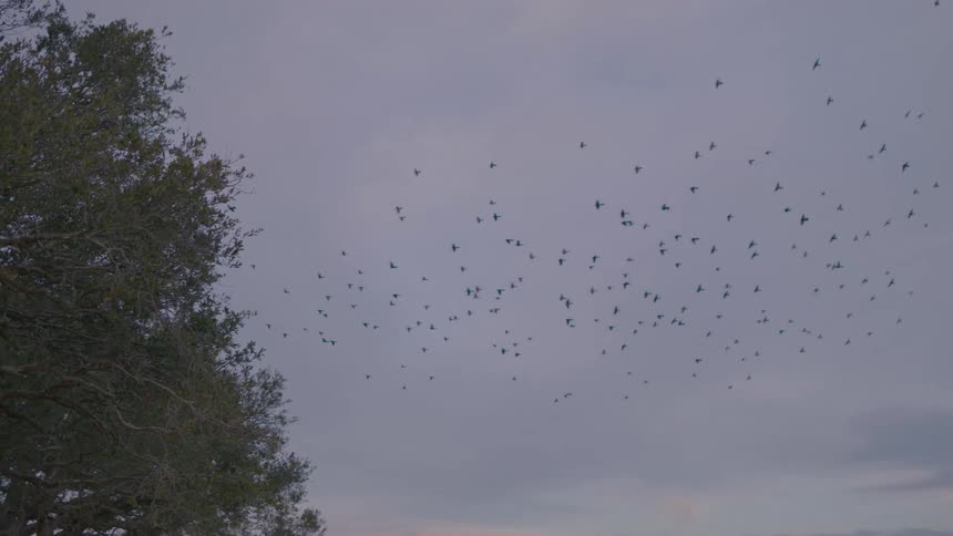 Birds flocking towards a tree at dusk