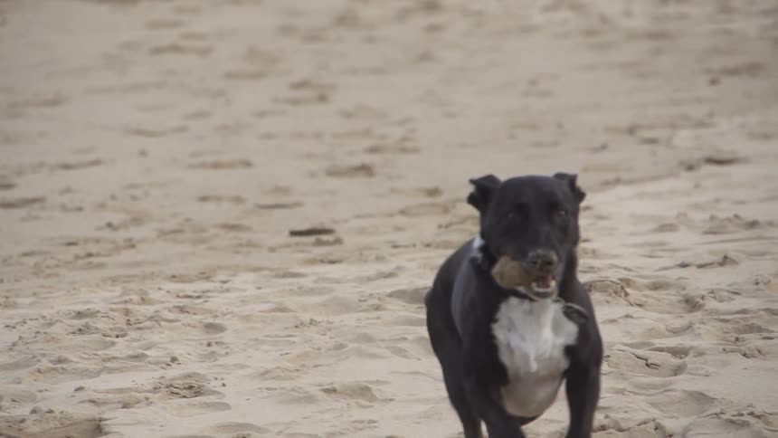 Dog running through the sand with object in its mouth