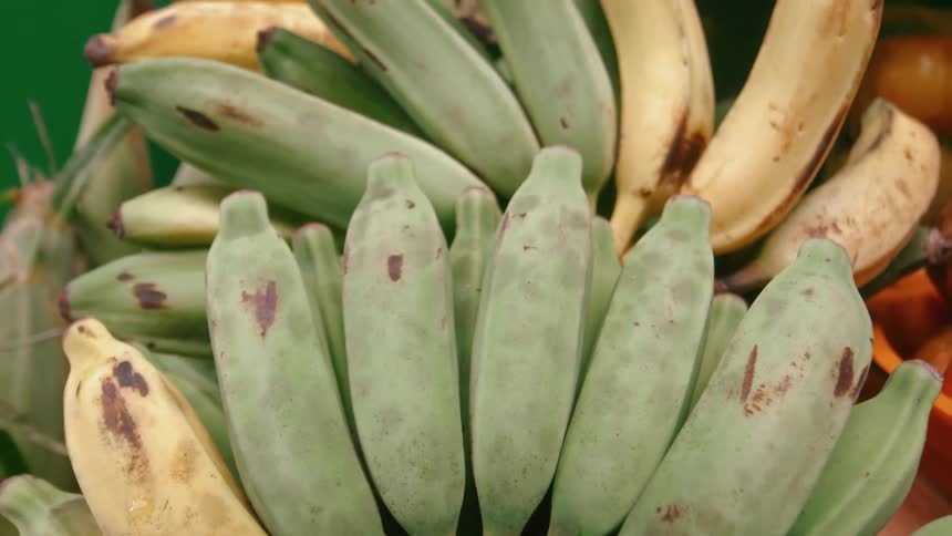 Green and yellow plantains displayed at an outdoor market