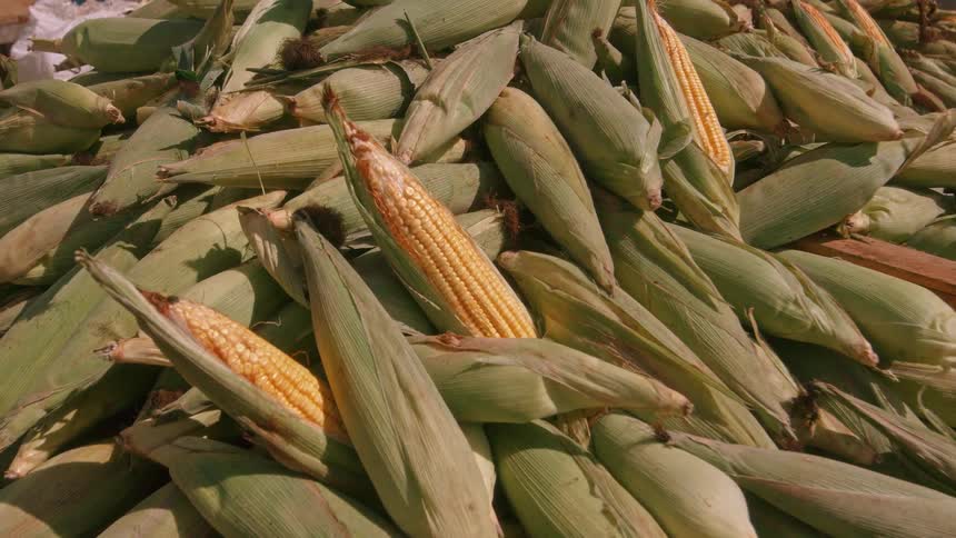 Fresh picked ears of yellow corn with green husks shine in the sun on a bright day