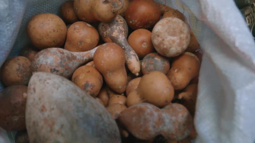 A mesh bag filled with variously shaped gourds rests on the ground some still streaked with soil