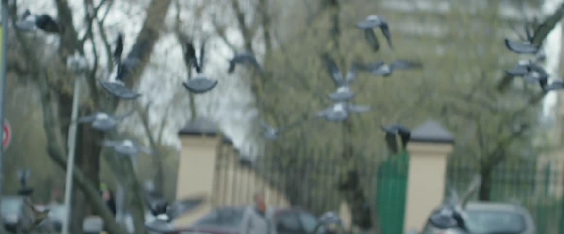 Pigeons take flight in a city on an overcast day