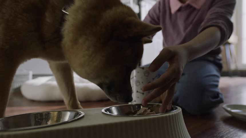 Child feeds a dog and pets it while it eats