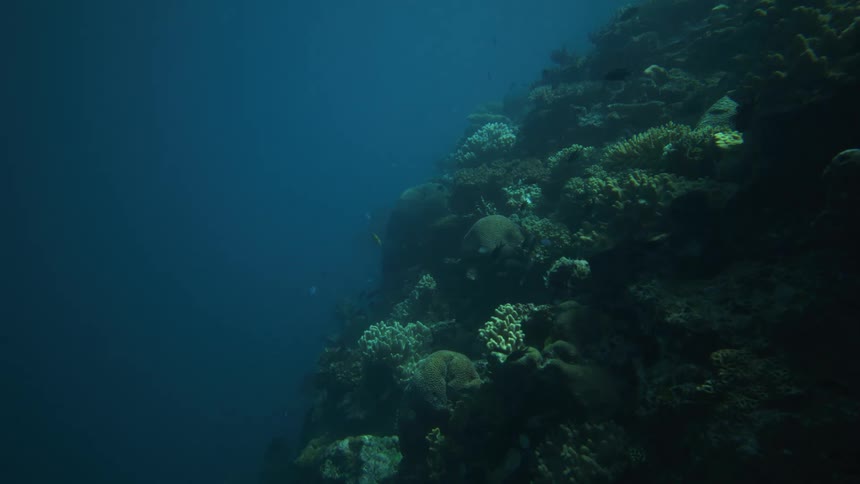 A vibrant coral reef slopes into deep blue ocean waters teeming with fish