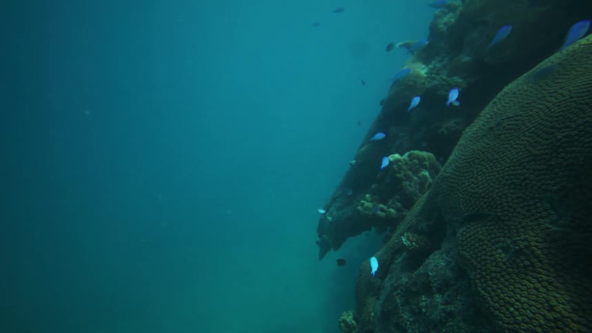 Small tropical fish swim near a coralcovered rock formation in the deep blue underwater sea