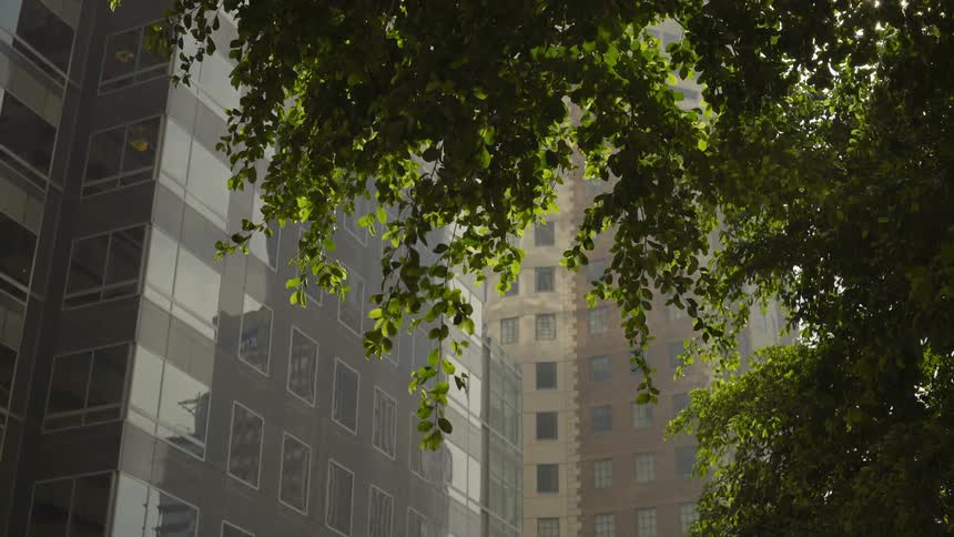 A tree's leaves and branches blow in the breeze