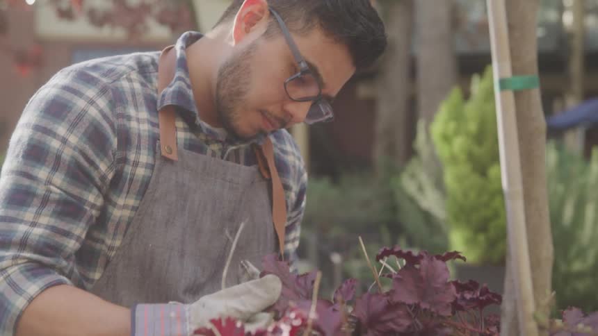The face of a man wearing overalls and reading glasses and he is taking care of some plants with purple leaves