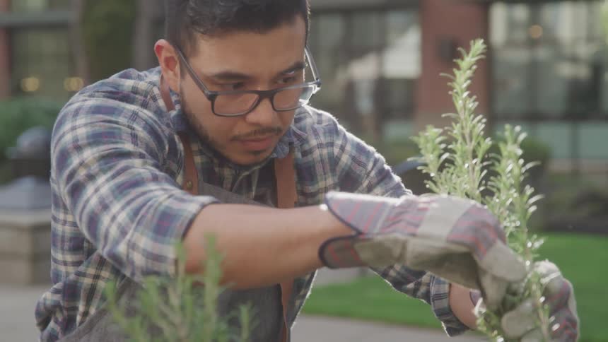 The gardener is working with a plant
