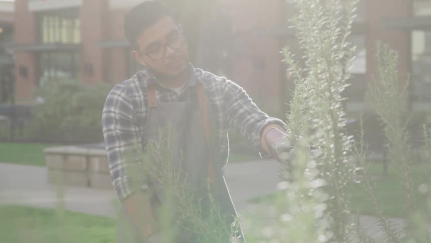 The gardener is examining plants
