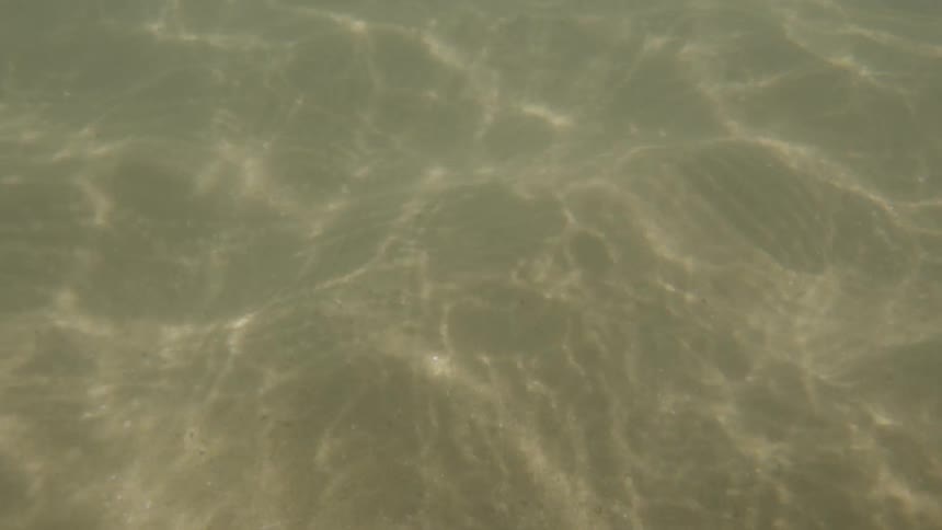 An underwater view shows mesmerizing patterns of sunlight shifting and dancing across the murky sandy bottom of the sea