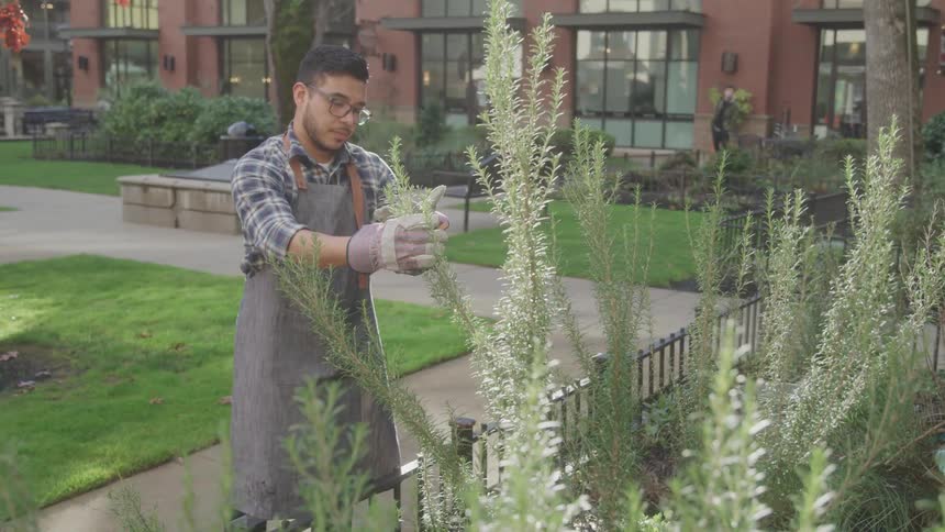 A man inspects a plant