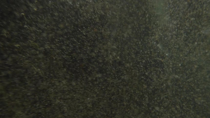 A large reef underwater