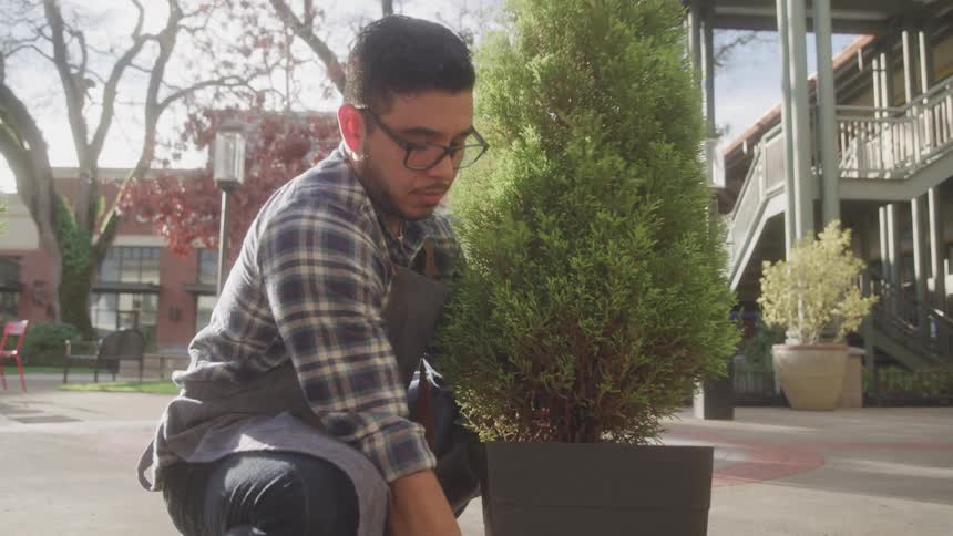A man places down a potted shrub