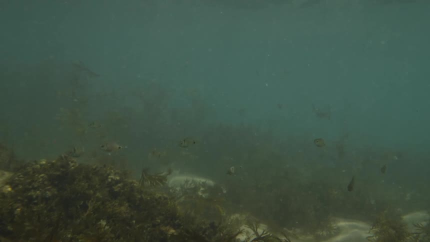 Fish and seaweed found along the ocean floor