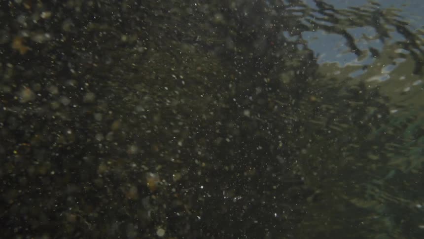 Closeup of murky surface water with floating debris as a wave rolls overhead