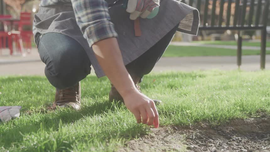 A person crouches on the grass and weeds by hand in a sunlit park or garden